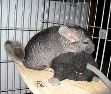 龙猫最佳配对年龄表图,龙猫几个月能配对啊