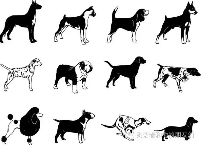 dogtalk閬涚嫍,dogtalk