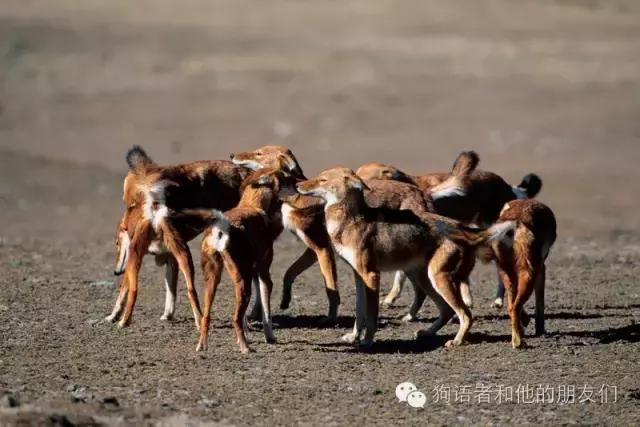 dogtalk閬涚嫍,dogtalk