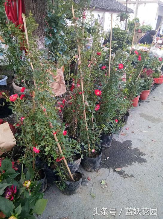 刚买回来的月季种下去枯萎怎么办,刚买回来的月季晒了怎么补救