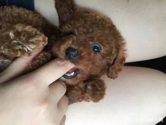 狗狗老是咬人手,狗狗总喜欢咬人手该怎样训练纠正