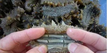 泡发好的海参还用处理吗,泡发过6次的海参后面怎么处理