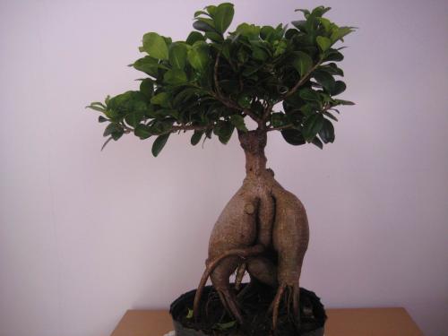 金钱榕树怎么能长得又大又旺,榕树和摇钱树有什么区别