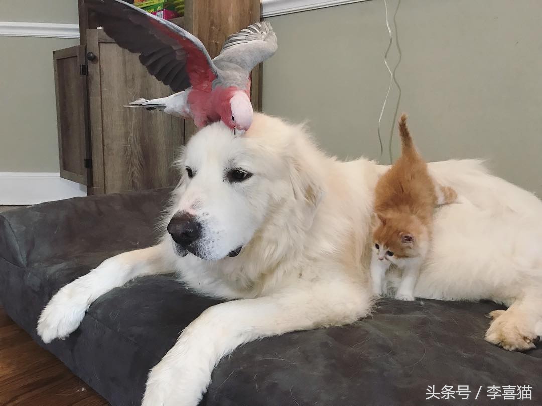 大白熊犬适合农村吗,大白熊犬适合放羊吗