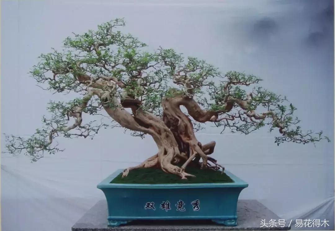 九里香为什么大量掉叶,九里香掉枝掉叶怎么急救