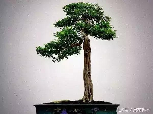 九里香为什么大量掉叶,九里香掉枝掉叶怎么急救