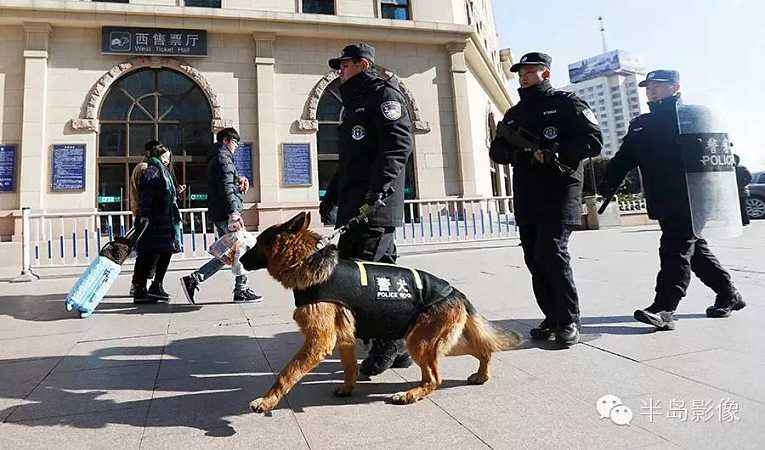 德国牧羊犬和德牧是一个品种吗,德牧和德国牧羊犬是一个品种吗