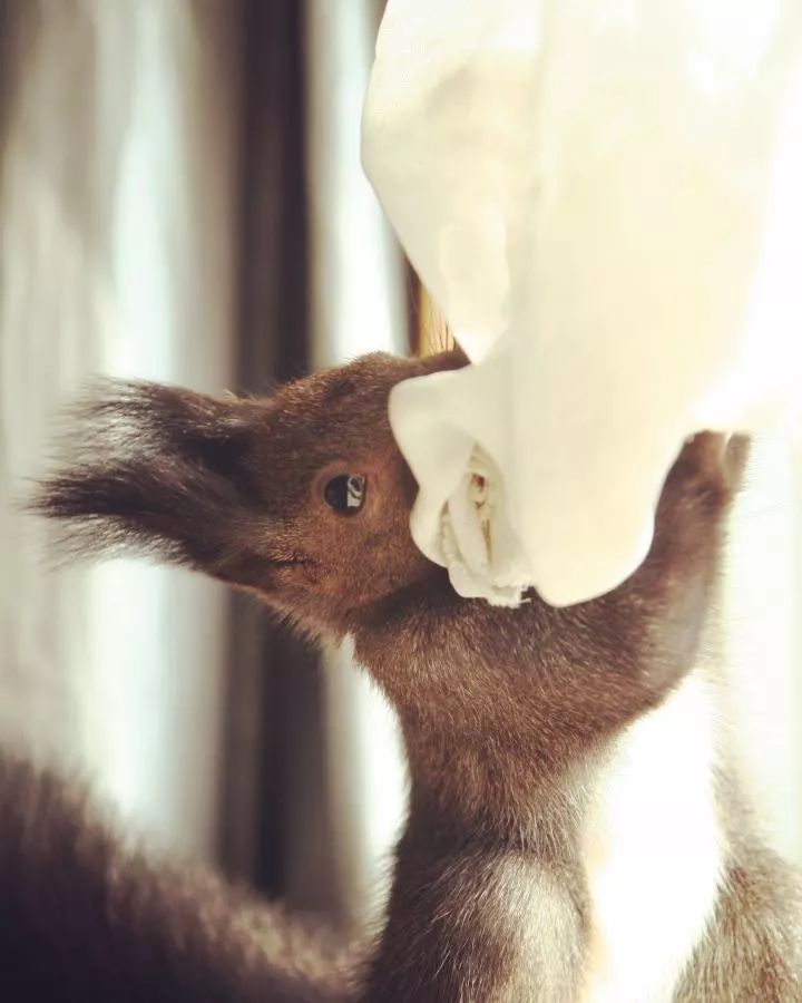 买了一只成年魔王松鼠,买了魔王松鼠