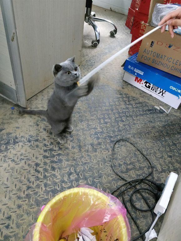 捡到一只英短蓝猫能养吗,被丢弃纯种蓝猫