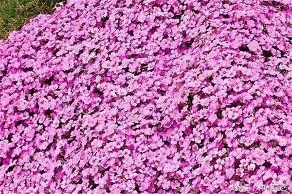 新手适合养的10种花花期长,适合懒人在家养的10种花