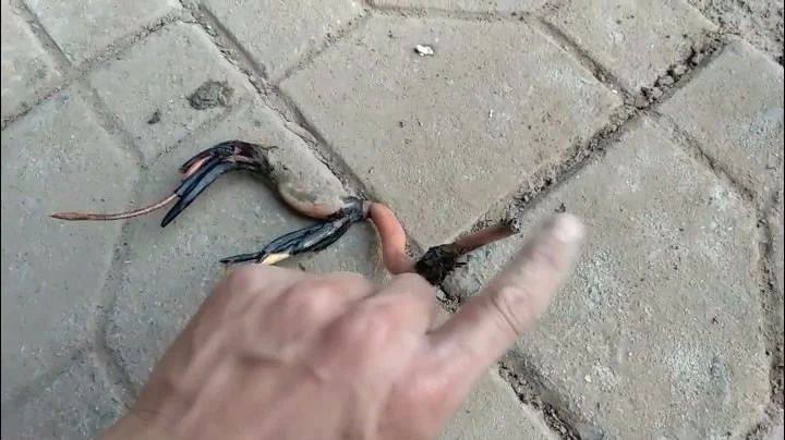 碗莲种植方法超简单的快来看看吧,种植碗莲的方法与技巧