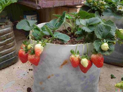 家庭草莓蚜虫怎么消灭最快方法,家里种草莓长蚜虫了怎么办