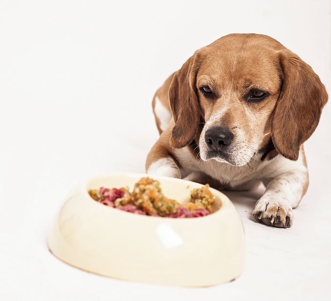 新手养狗,新手养狗注意事项