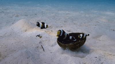 假期一定要给孩子看的20部纪录片,12部适合和孩子一起看的纪录片