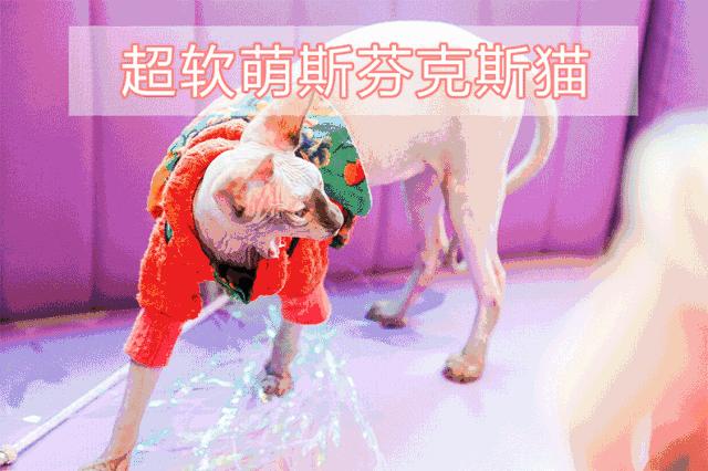 香港九记牛腩爷,香港九记牛腩香港地址