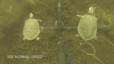 3D打印技术助力先进制造,3d打印帮助动物