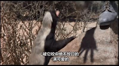 平头哥蜜獾你见过吗,蜜獾平头哥有没有人养