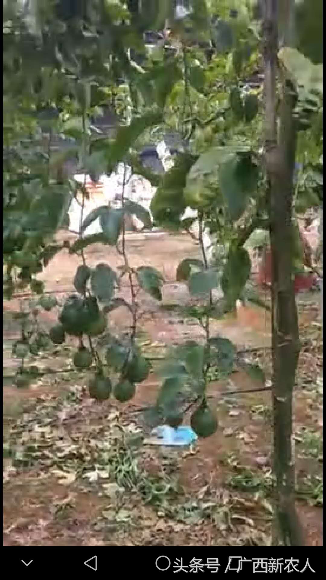 百香果开花结果期间怎样管理,百香果开花结果期间如何管理