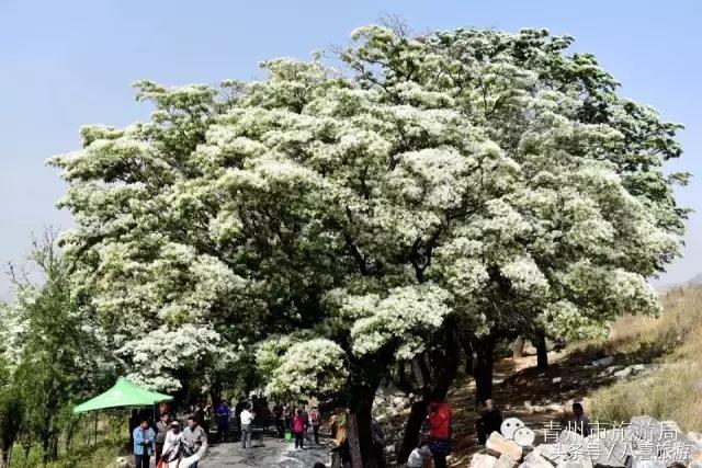 青州五一旅游,五一青州黄花溪风景区