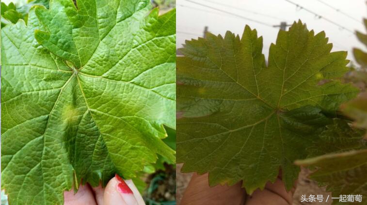 葡萄霜霉病的发生和防治,葡萄霜霉病严重发生怎么治疗