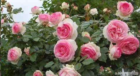 藤本月季重剪后当年能开花吗,藤本月季能养成树月季吗