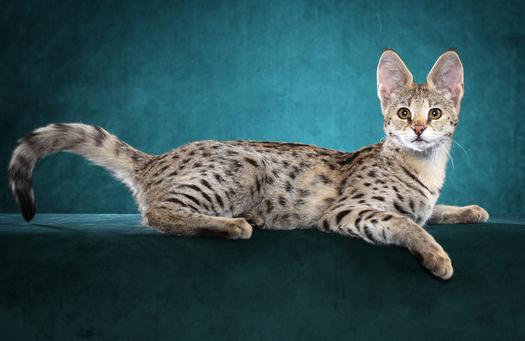 世界上最顶级的猫咪,世界上最巅峰的猫咪