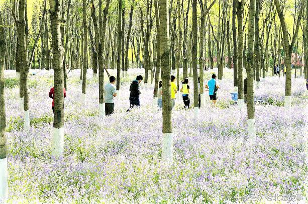 北京这四个景点小众还免费,北京油菜花海免门票
