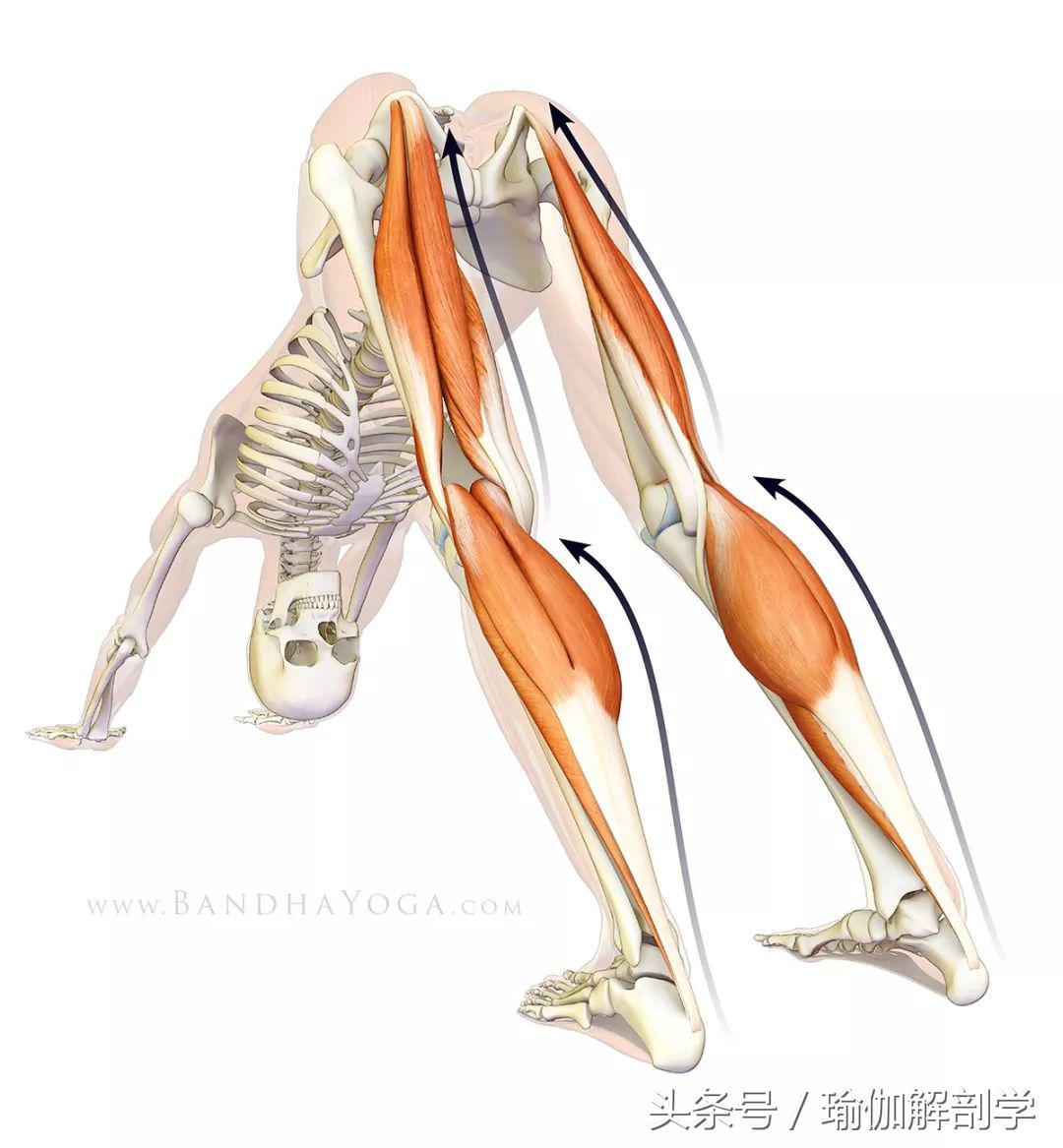 下犬式瑜伽怎么练,怎么做好瑜伽下犬式