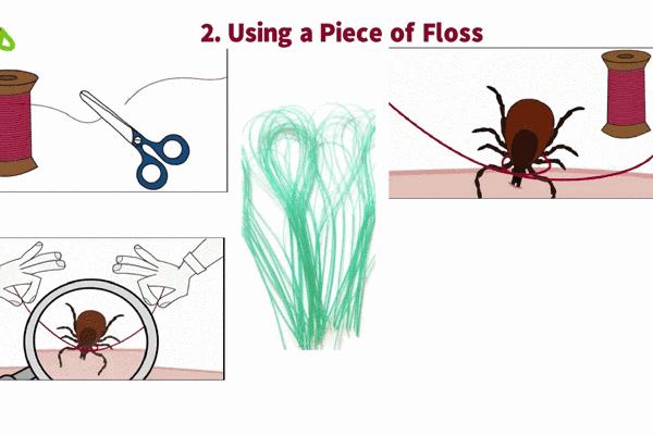 带小孩去草地玩怎么预防蜱虫,带孩子玩小虫子