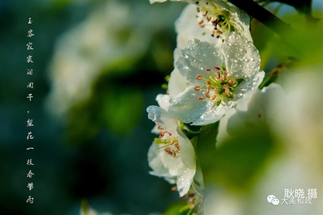 绿色和政春深夏浅风光好山美花浓待君来