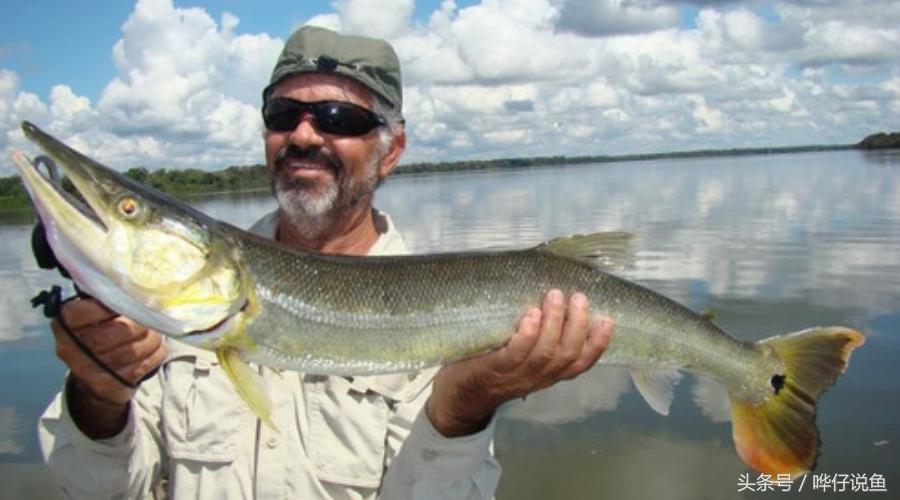 火箭鱼种类大全,火箭鱼有多少品种