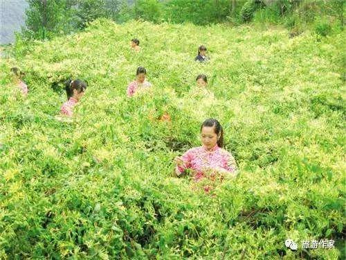 风景如画的故乡美景令人陶醉,金银花美景