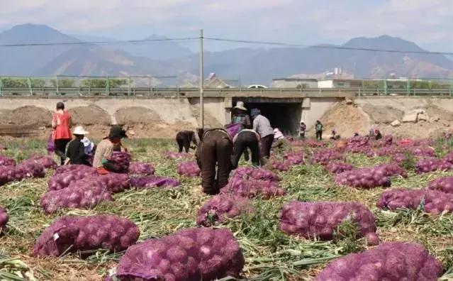 西昌20万吨洋葱在等待,与政府一起发力,别让洋葱相信眼泪!
