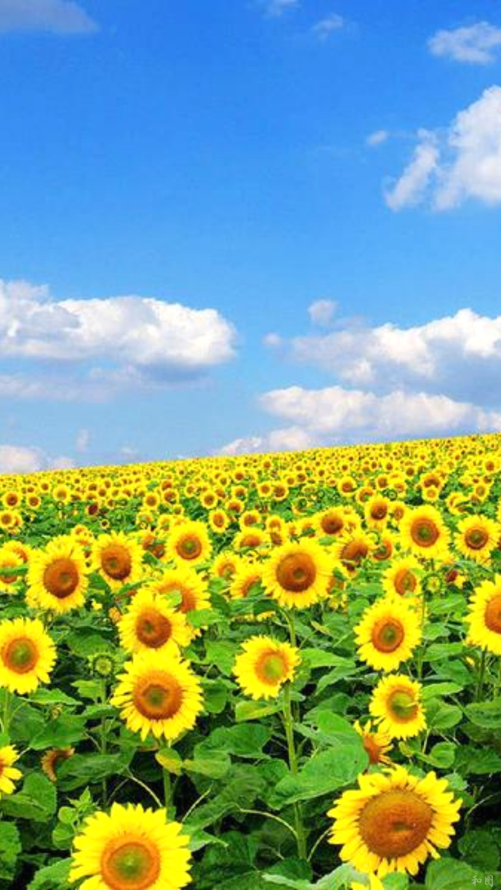 塞尔达传说旷野之息精美手机壁纸,王鸥精美手机壁纸