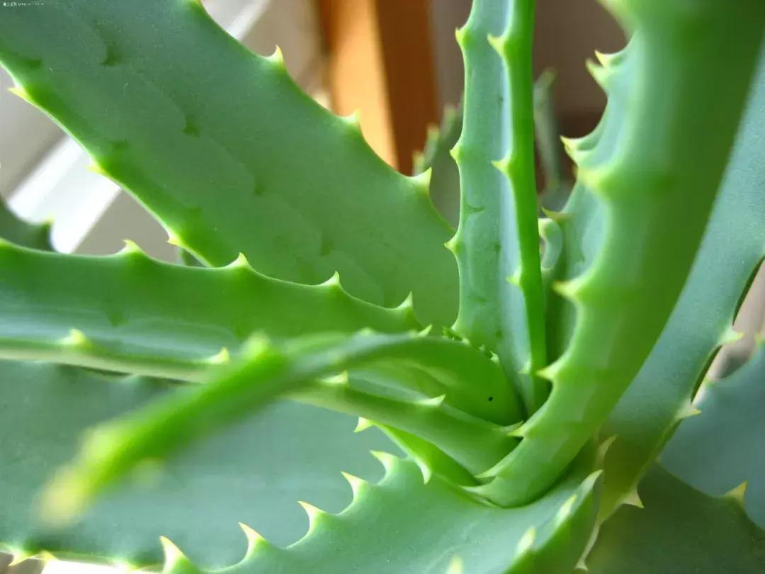 芦荟烂根叶子全掉了怎么能救活,芦荟烂根怎么补救最快