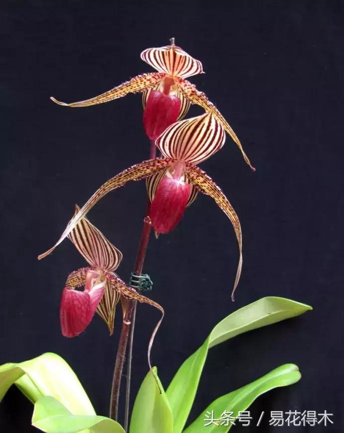 兰花品种兜兰,兰花草品种大全兜兰