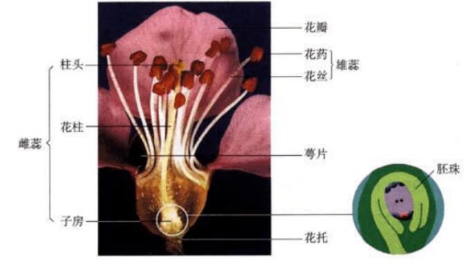 北师大版生物中考必背知识点,苏教版生物中考知识点总结填空版