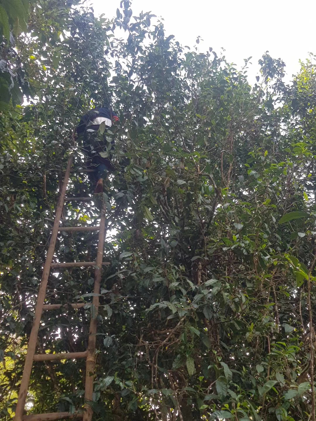 缅北做茶叶,缅北茶叶能喝吗