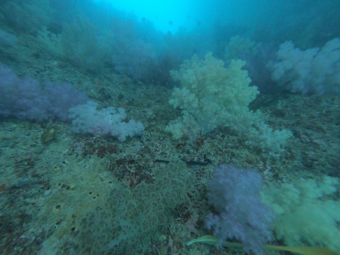 帕劳的海景风光给人美的享受,帕劳的海洋和沙滩风景图片