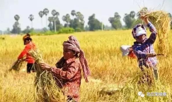 柬埔寨市场的新变化,柬埔寨目前有哪些商机