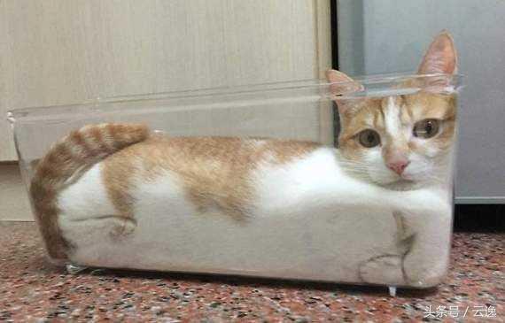 猫既是流体又是固体,猫是一种液体生物