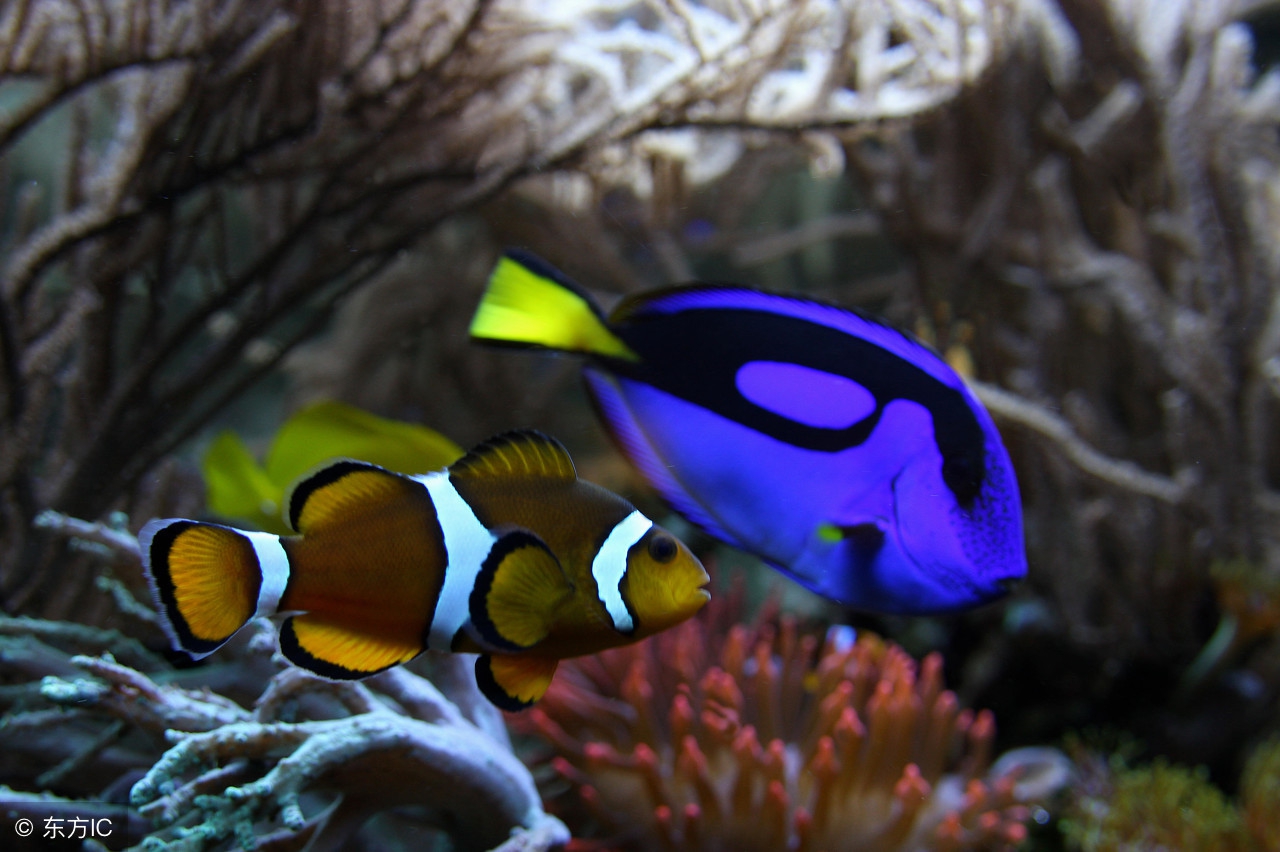 养蓝吊的基本要求,蓝倒吊鱼怎么养