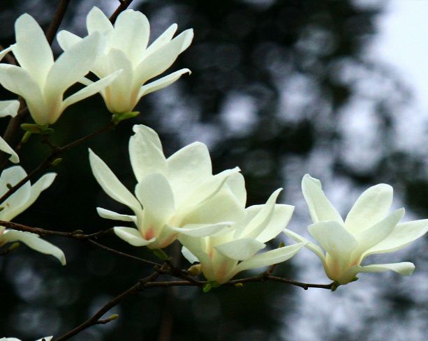 魏子昌经典诗词,魏子昌律诗全集