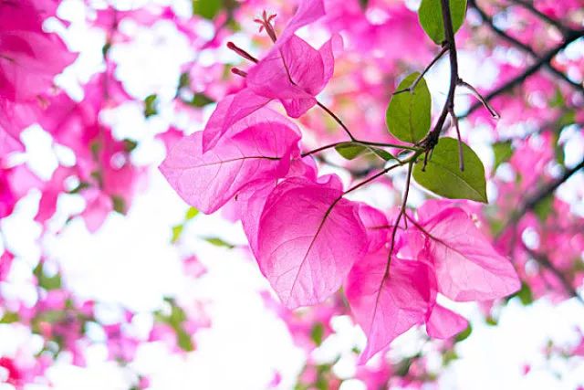 华侨城中学在哪里,华侨城中学口碑怎么样