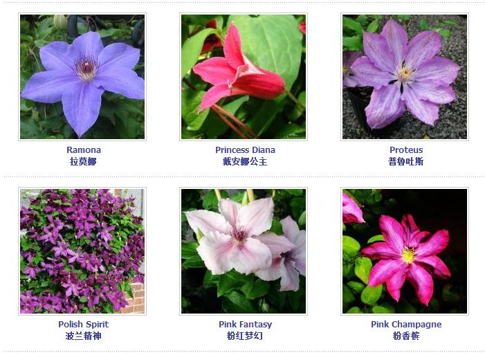 铁线莲爬藤花卉排名前十名,铁线莲哪个品种花最好看