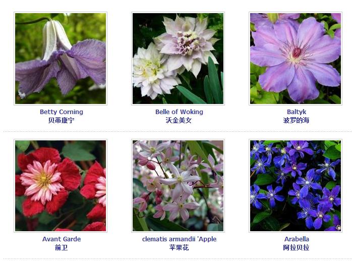 铁线莲爬藤花卉排名前十名,铁线莲哪个品种花最好看