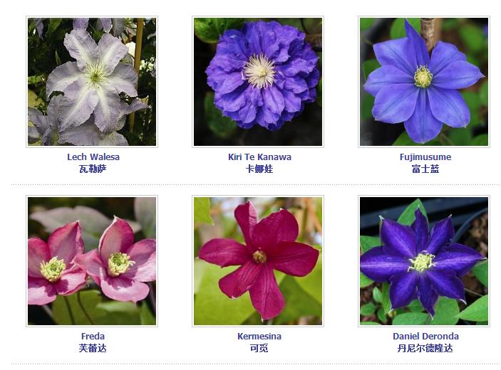 铁线莲爬藤花卉排名前十名,铁线莲哪个品种花最好看