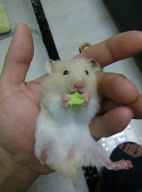 仓鼠要怎么拍才会很可爱,怎么给仓鼠拍好照呢