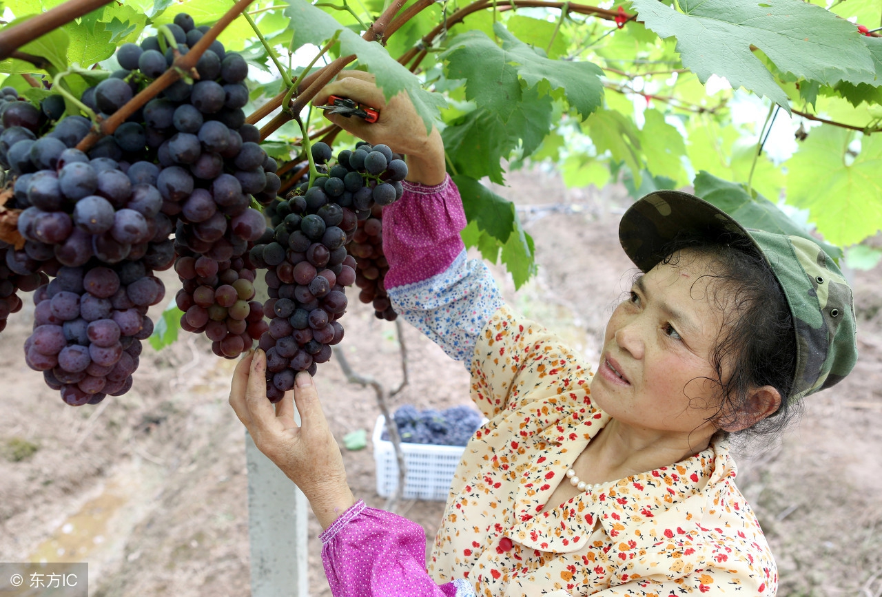 农业模式如何做到盈利,农业商业模式知识讲解