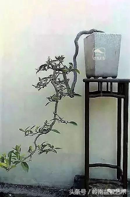 栀子花开美好如初,栀子花开花开盛夏